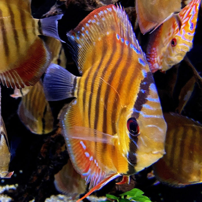 Haltung von Diskus Fischen im Aquarium: Vergesellschaftung, Wasserwerte & Zucht