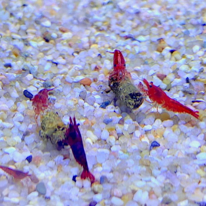 Garnelen Haltung: Der komplette Einsteiger-Guide für Ihr Aquarium