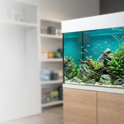 Aquarium Wasser filtern: Filterarten und Funktionen erklärt