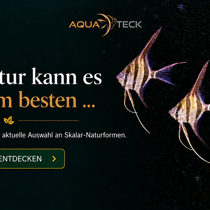 Aquateck Banner „Die Natur kann es doch am besten" mit drei Skalar-Wildformen im Dunkelwasser-Aquarium