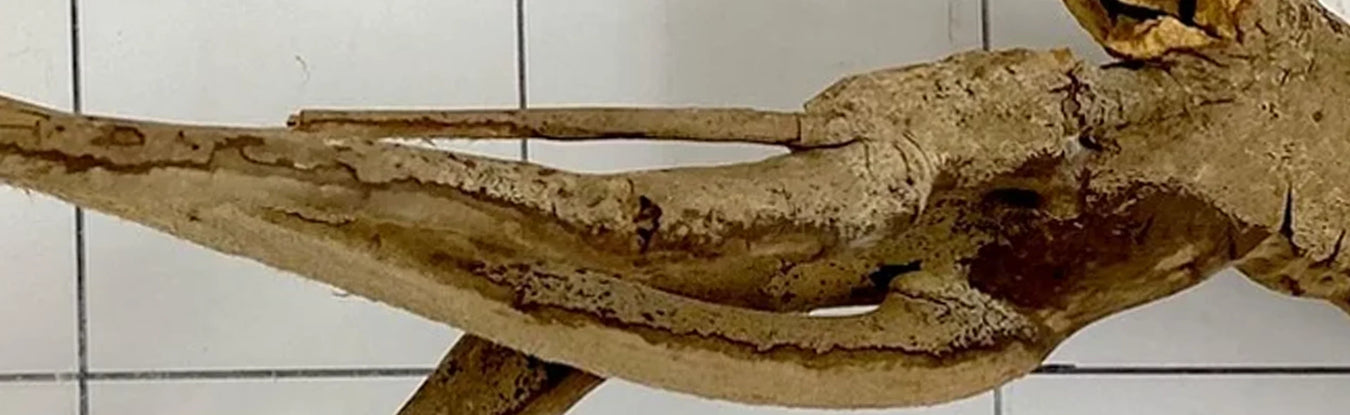 Nahaufnahme einer hellen Aquarium-Wurzel aus Naturholz mit gefleckter, sandfarbener Oberfläche und dünnem Seitenast