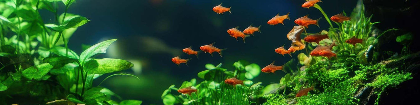 OASE Aquarien