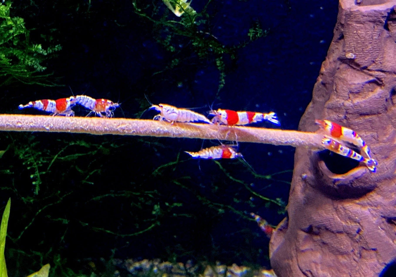 Garnelen für das Aquarium