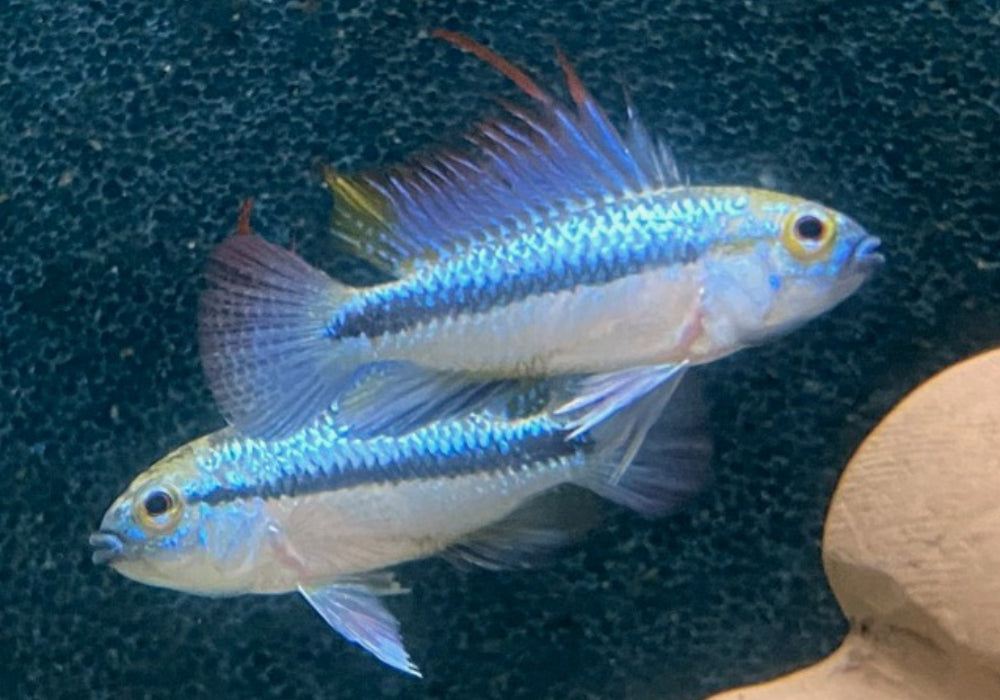 Zwergbuntbarsche im Aquarium