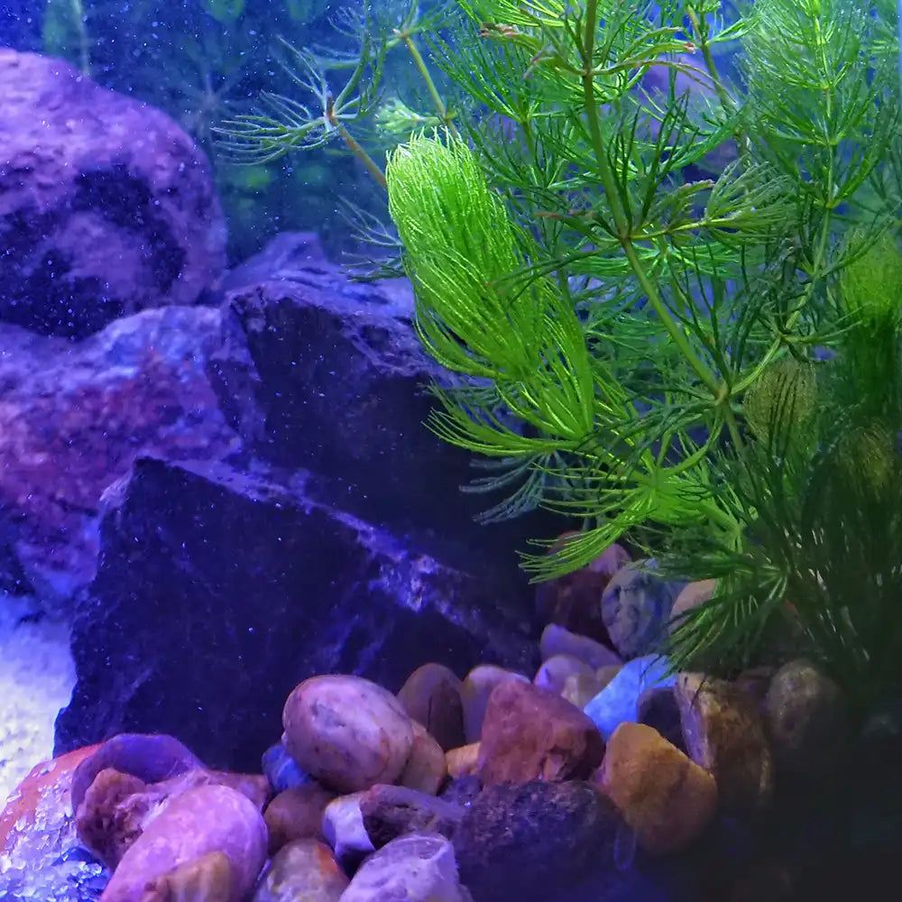 AQUA REBELL