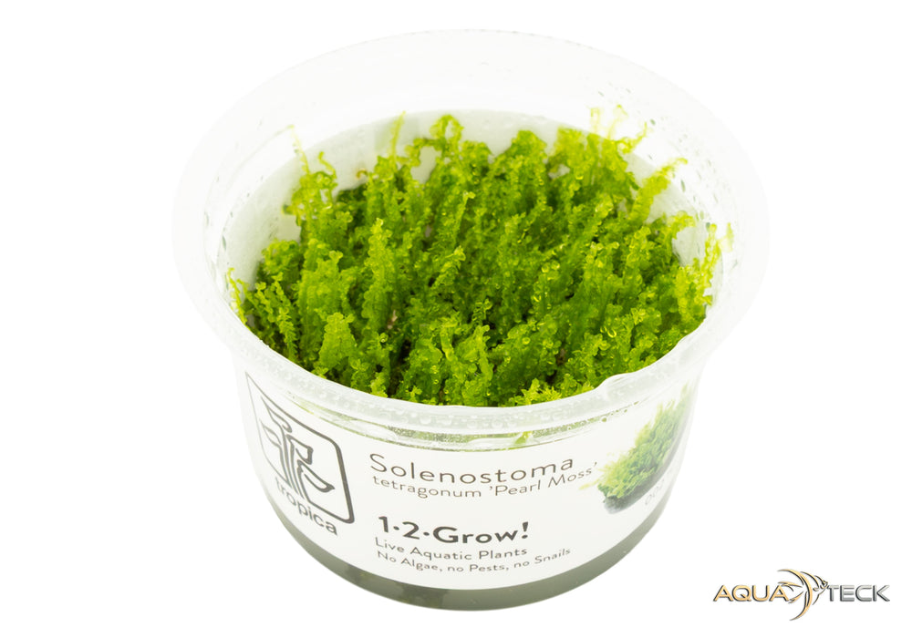 Solenostoma tetragonum 'pearl moss' (InVitro)