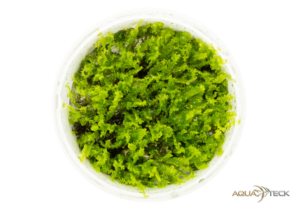 Solenostoma tetragonum 'pearl moss' (InVitro)