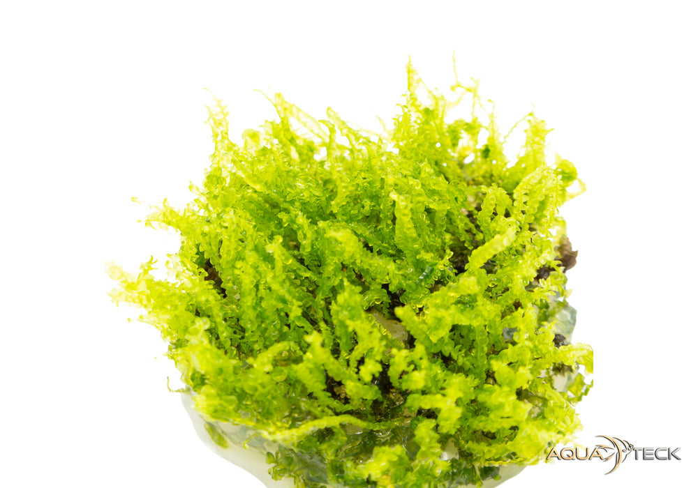 Solenostoma tetragonum 'pearl moss' (InVitro)