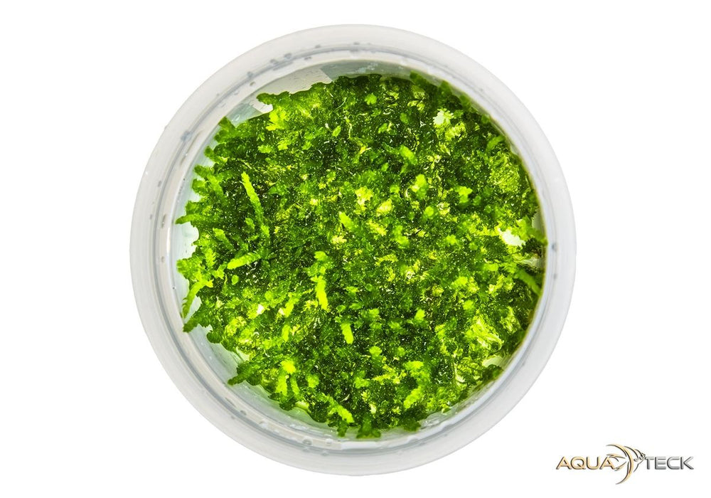 Vesicularia ferriei 'Weeping moss' (InVitro)