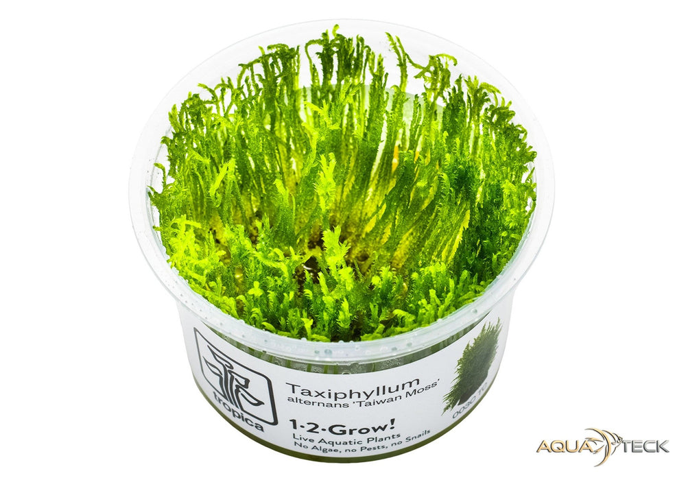 Taxiphyllum alternans 'Taiwan Moss' (InVitro)