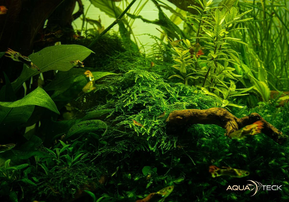 Taxiphyllum alternans 'Taiwan Moss' (InVitro)