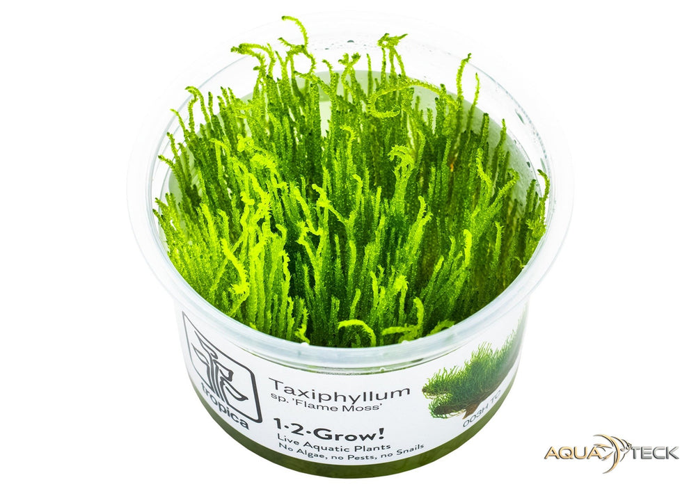 Taxiphyllum sp. 'flame moss' (InVitro)