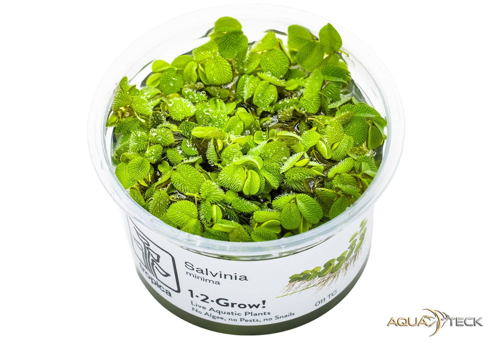 Salvinia minima (InVitro)