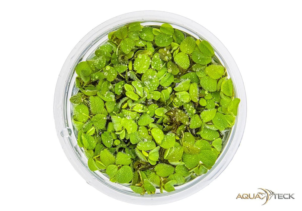 Salvinia minima (InVitro)