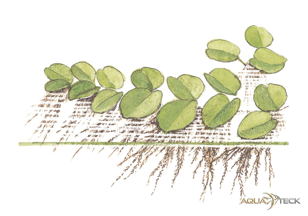 Salvinia minima (InVitro)