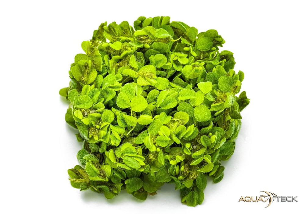 Salvinia minima (InVitro)