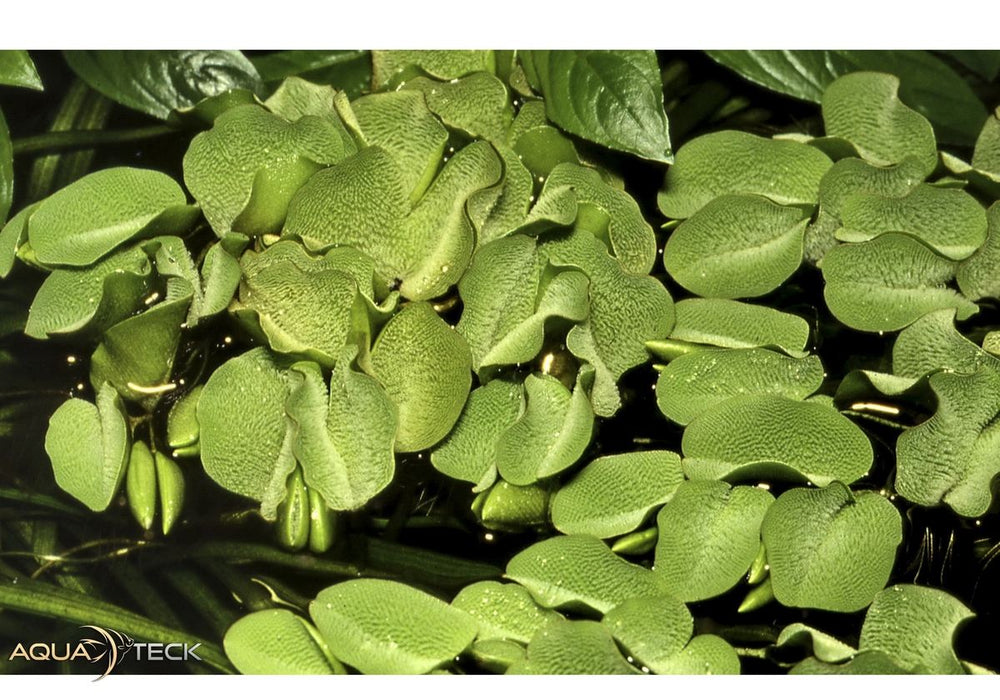 Salvinia minima (InVitro)