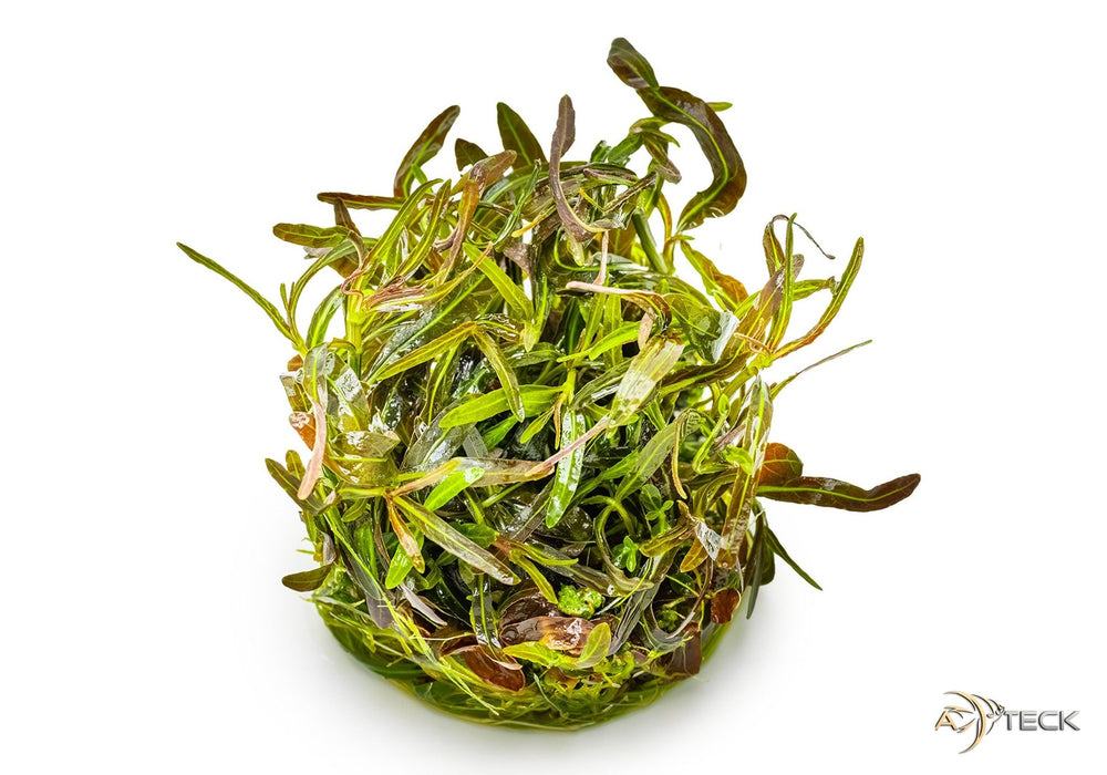 Hygrophila lancea 'Araguaia' (InVitro)
