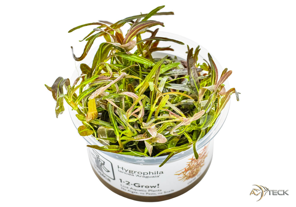 Hygrophila lancea 'Araguaia' (InVitro)