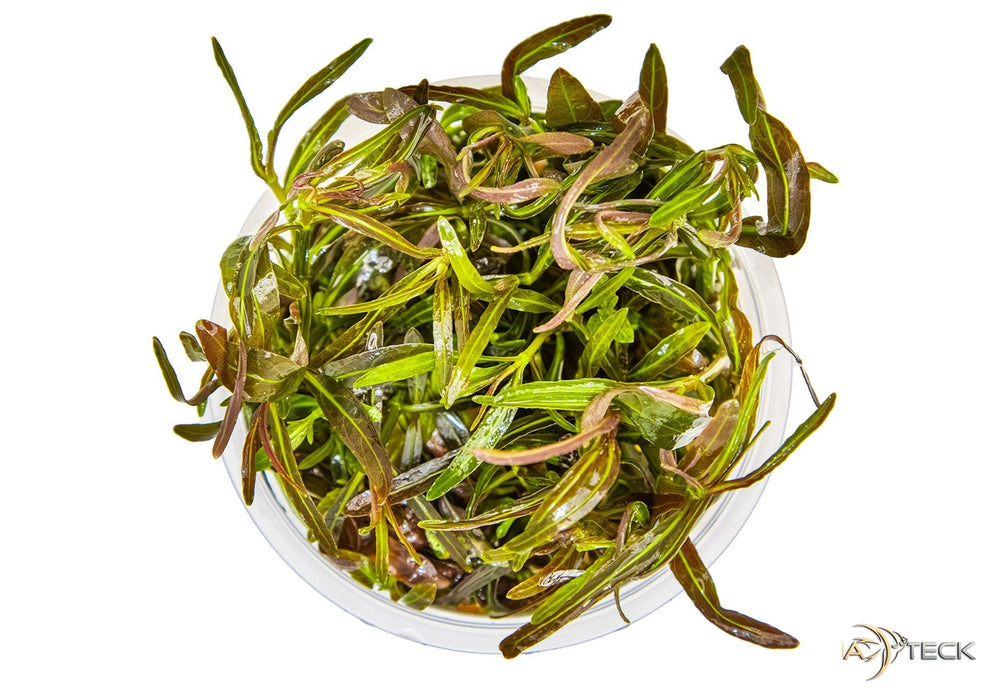Hygrophila lancea 'Araguaia' (InVitro)