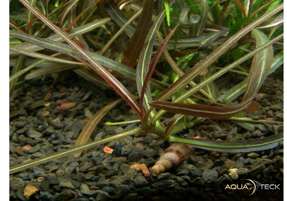 Hygrophila lancea 'Araguaia' (InVitro)