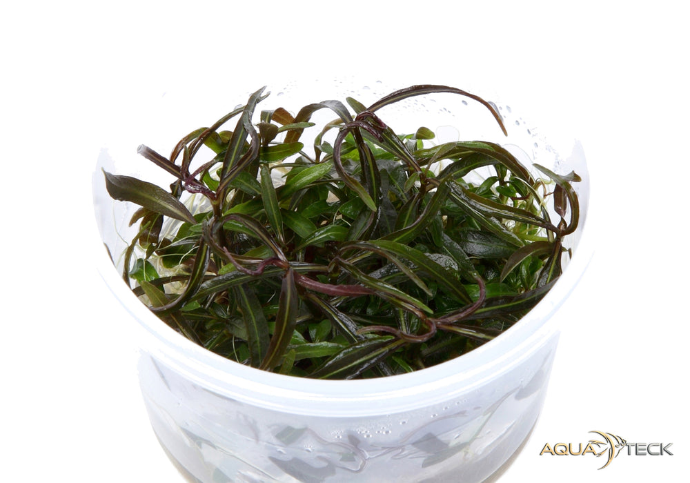 Hygrophila lancea 'Araguaia' (InVitro)