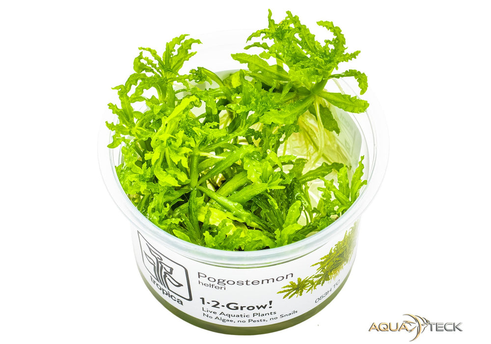 Pogostemon helferi (InVitro)