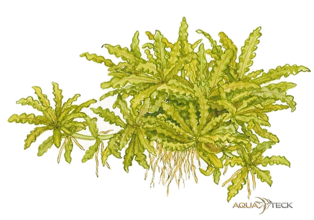 Pogostemon helferi (InVitro)