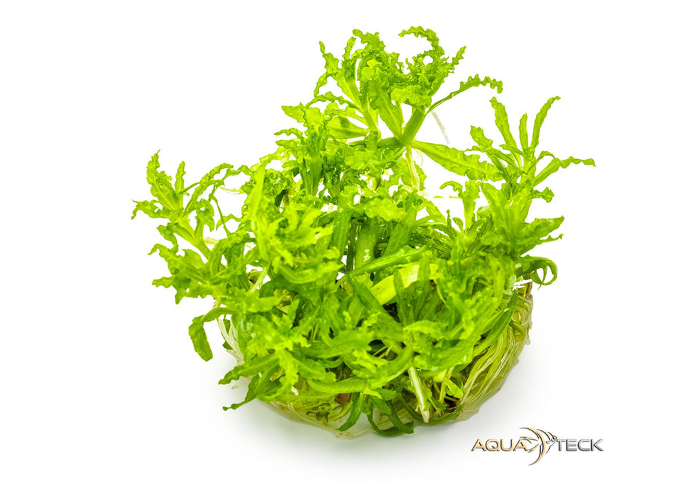 Pogostemon helferi (InVitro)