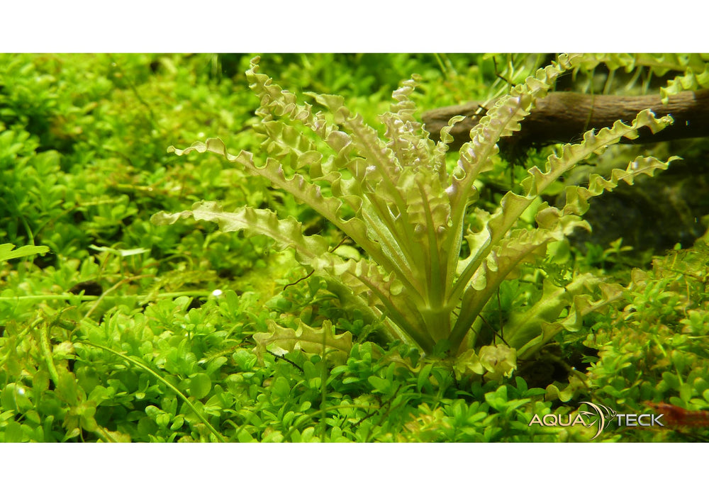 Pogostemon helferi (InVitro)