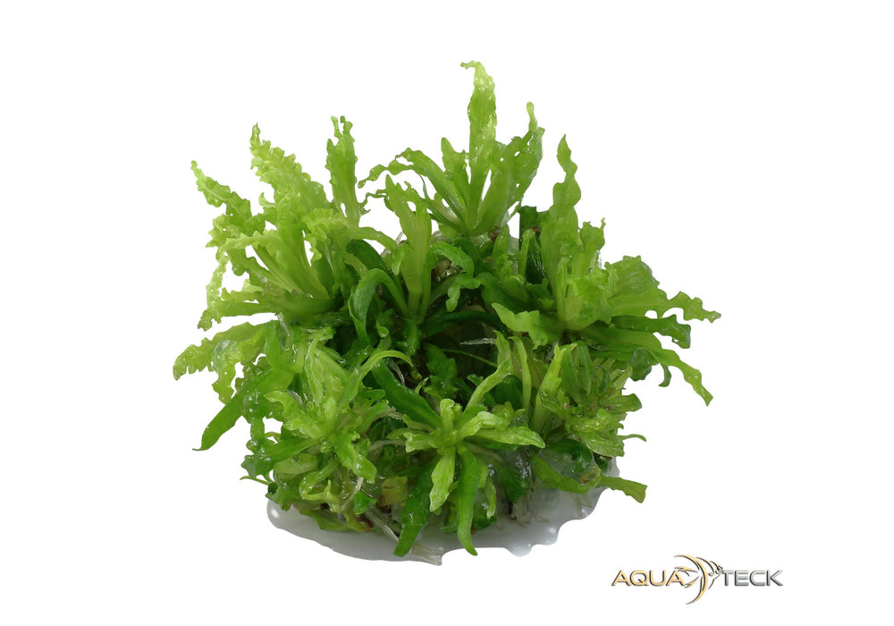 Pogostemon helferi (InVitro)