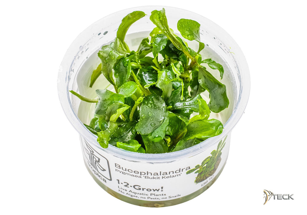 Bucephalandra pygmäe 'Bukit Kelam' (InVitro)