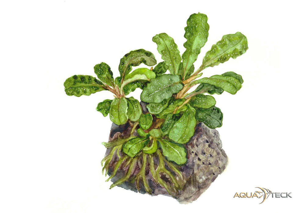 Bucephalandra pygmäe 'Bukit Kelam' (InVitro)