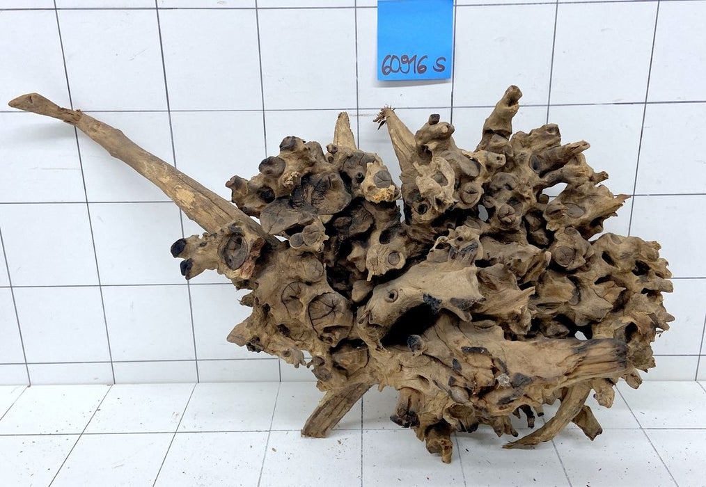 60916S Samoa Wurzel Holz XL