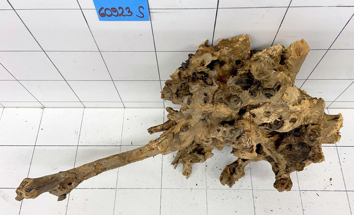 60923S Samoa Wurzel Holz