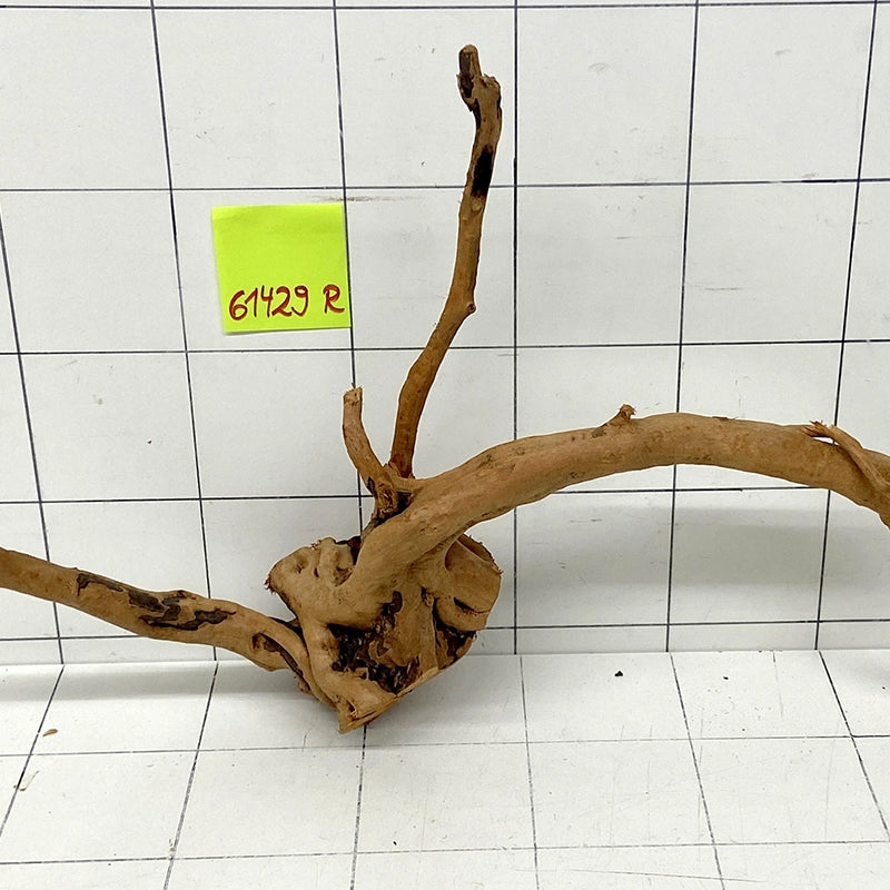 Fingerwood Rote Moorwurzel XL, verzweigtes Aquarium-Wurzelholz mit langen Ästen