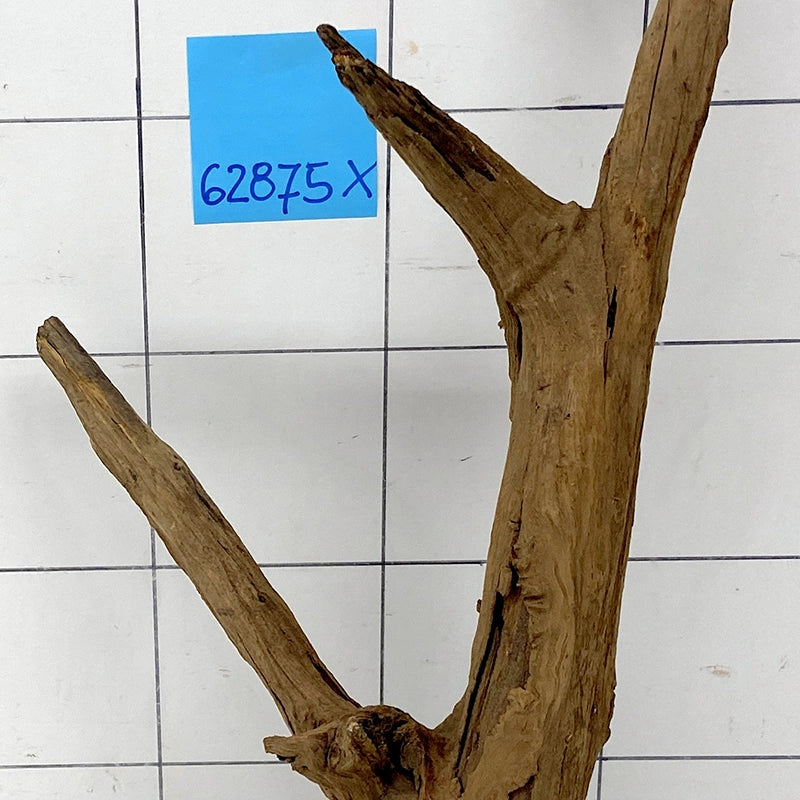 Xingu Wood Wurzelholz mit geschnittener Grundfläche für Aquarien, Artikel 62875X