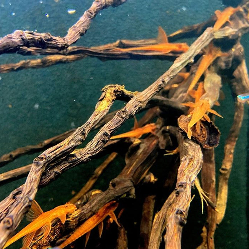 Aquateck Kokosrispe unter Wasser, Antennenwelse zwischen verzweigten Ästen