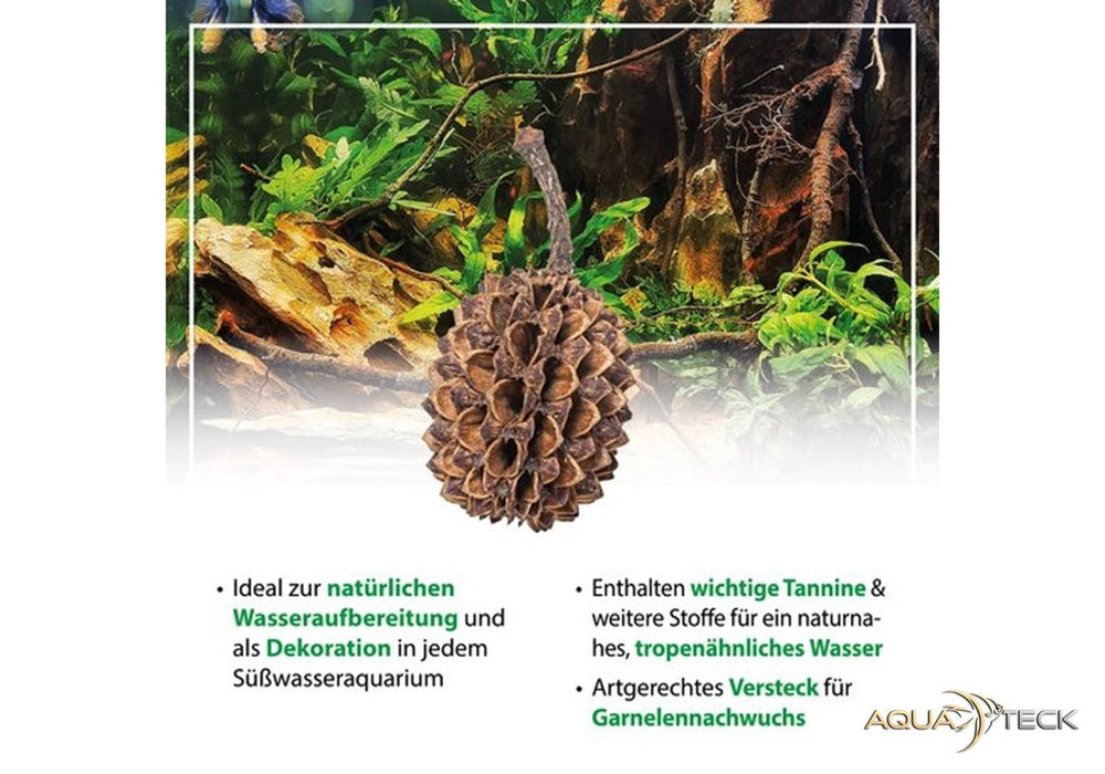 ARKA mySCAPE Casuarina Cones