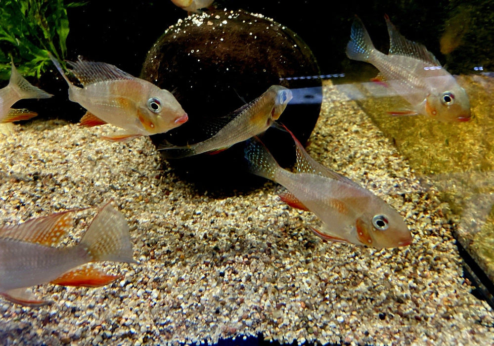 Heckels Buntbarsch (Naturform) - Acarichthys heckelii