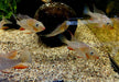Heckels Buntbarsch (Naturform) - Acarichthys heckelii
