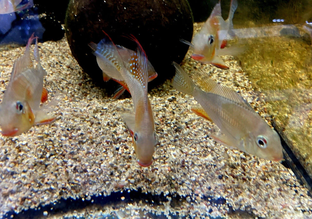 Heckels Buntbarsch (Naturform) - Acarichthys heckelii