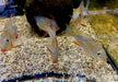 Heckels Buntbarsch (Naturform) - Acarichthys heckelii