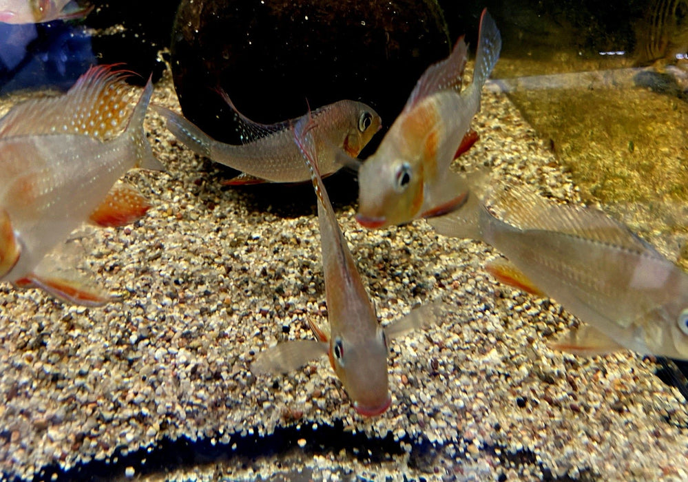 Heckels Buntbarsch (Naturform) - Acarichthys heckelii