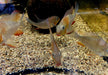 Heckels Buntbarsch (Naturform) - Acarichthys heckelii