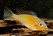 Heckels Buntbarsch (Naturform) - Acarichthys heckelii