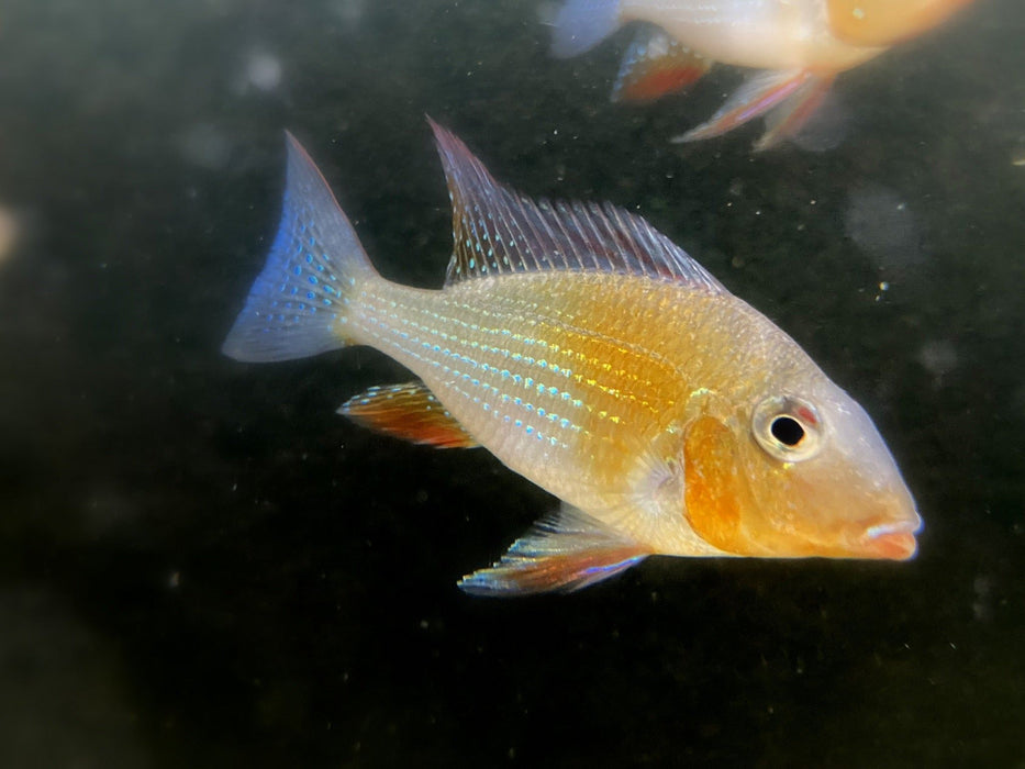 Heckels Buntbarsch (Naturform) - Acarichthys heckelii