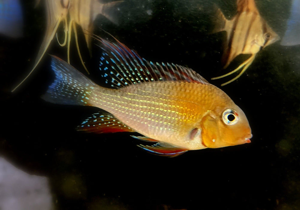 Heckels Buntbarsch (Naturform) - Acarichthys heckelii