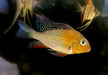 Heckels Buntbarsch (Naturform) - Acarichthys heckelii