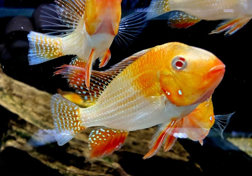 Heckels Buntbarsch, ALBINO - Acarichthys heckelii aqua-teck